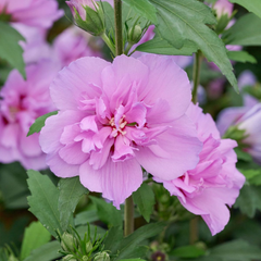 Arbust ornamental - Hibiscus Syriacus Ardens - Ghiveci 3L - Aqua Flowers