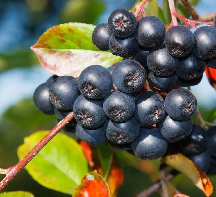 Aronia Melanocarpa Viking - Tip Tufa 60-70 cm - ghiveci - Aqua Flowers