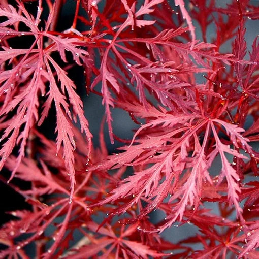 Artar Japonez - Acer Palmatum Dissectum - Ghiveci - H 40 - 45 cm