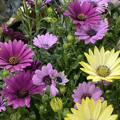 Aster - Steluta - Mix 3 culori - Ghiveci P12 - Ghiveci - Aqua Flowers