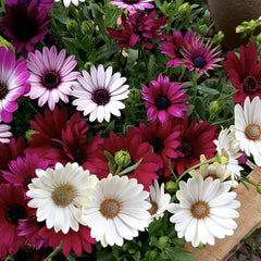Aster - Steluta - Mix 3 culori - Ghiveci P12 - Ghiveci - Aqua Flowers