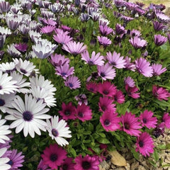 Aster - Steluta - Mix 3 culori - Ghiveci P12 - Ghiveci - Aqua Flowers