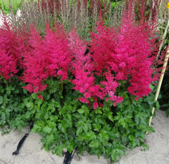 Astilbe - Heavy Metal - Pachet 1 Radacina - Aqua Flowers
