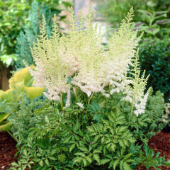 Astilbe - Milk and Honey - Pachet 1 Radacina - Aqua Flowers