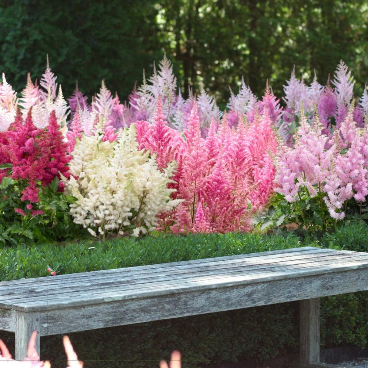 Astilbe - Mix - Pachet 3 Radacini - Aqua Flowers