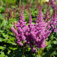 Astilbe - Purple Rain - Pachet 1 Radacina - Aqua Flowers