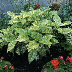 Aucuba Japonica - Pomul de Aur - Ghiveci 5L - Aqua Flowers