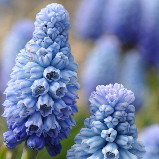 Bulbi Muscari - Azureum Pachet 5 Bulbi - Aqua Flowers