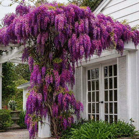 Wisteria - Glicina Fuchsia -  Ghiveci 3L - 40 - 50 cm