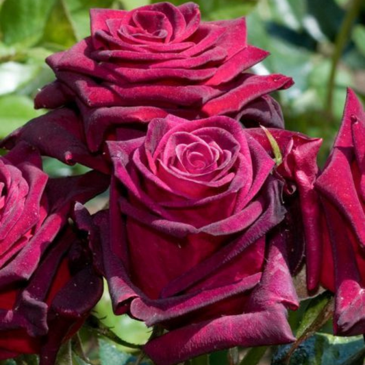 Trandafiri Teahibrizi - Black Baccara - Rădăcină Ambalată - Aqua Flowers