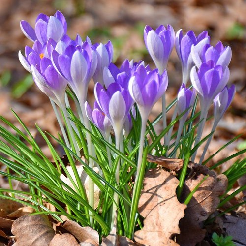 Branduse - Crocus - Vanguard – Pachet 5 Bulbi