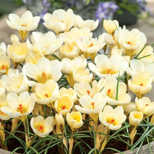 Brândușe Cream Beauty – Pachet 5 Bulbi – Aqua Flowers