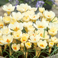 Brândușe Cream Beauty – Pachet 5 Bulbi – Aqua Flowers