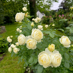 Trandafiri Floribunda Parfumaţi - Bell White - Rădăcină Ambalată Anul 3 - Aqua Flowers