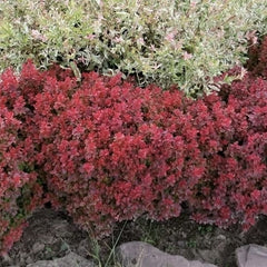 Berberis Auricoma - Ghiveci P9 - Ghiveci - Aqua Flowers