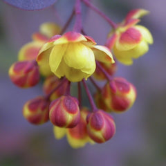 Berberis Auricoma - Ghiveci P9 - Ghiveci - Aqua Flowers