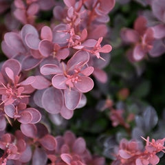 Berberis Auricoma - Ghiveci P9 - Ghiveci - Aqua Flowers