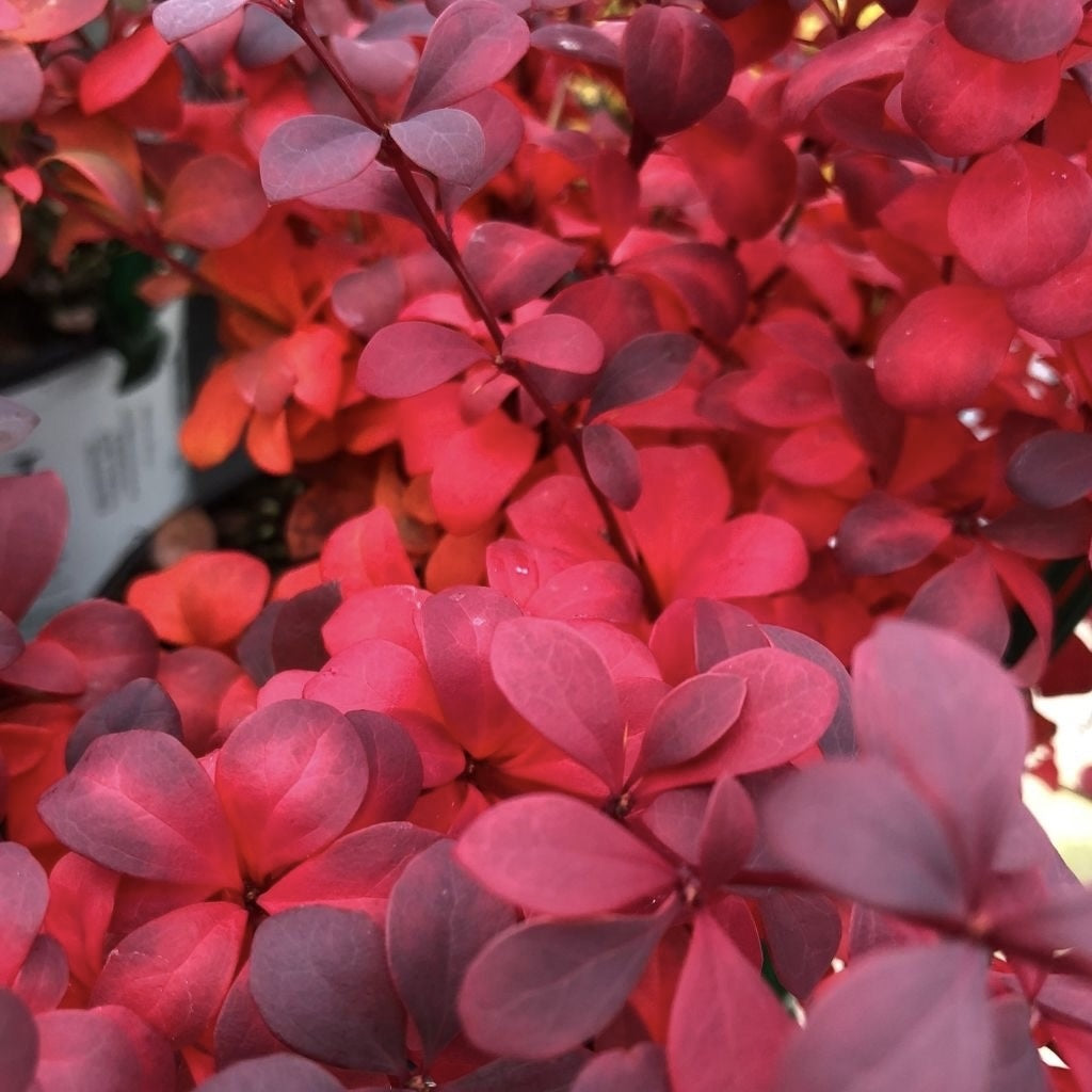 Berberis Ruby Star - GhivecI 2L - Ghiveci - Aqua Flowers