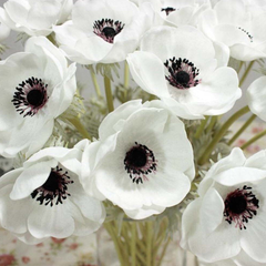 Bulbi Anemone Bicolor - Pachet 10 Bulbi - Aqua Flowers