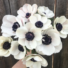 Bulbi Anemone Bicolor - Pachet 10 Bulbi - Aqua Flowers