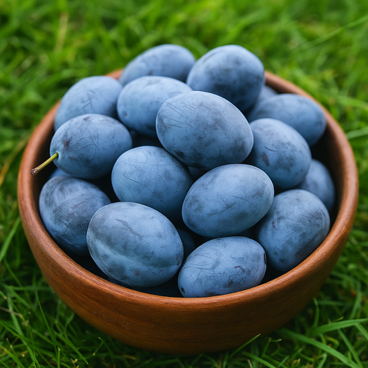 Prun Bistrița - Rădăcină Anul 2-3 - Aqua Flowers