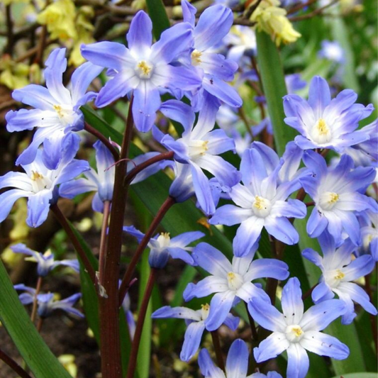 Bulbi Chionodoxa Blue Giant (Gloria Zăpezii) –  Pachet 5 Bulbi – Aqua Flowers