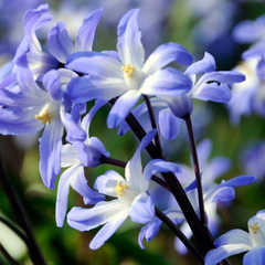 Bulbi Chionodoxa Blue Giant (Gloria Zăpezii) –  Pachet 5 Bulbi – Aqua Flowers