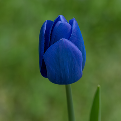 Bulbi Lalele Blue Amiable - Pachet 5 Bulbi - Aqua Flowers