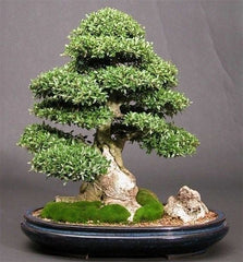 Bonsai Ilex - Arbore de crestatina - Aqua Flowers