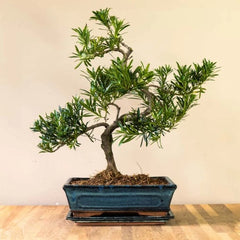 Bonsai Podocarpus - Aqua Flowers