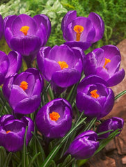 Branduse - Flower Record Pachet 5 Bulbi - Aqua Flowers