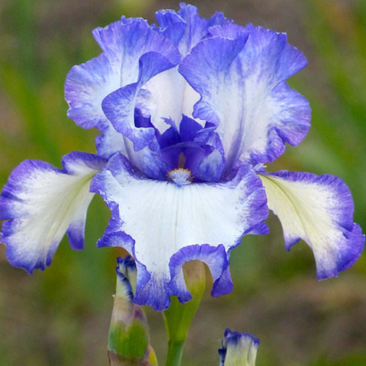 Bulbi Iris Germanica Blue Staccato - 1 Rizom - Aqua Flowers