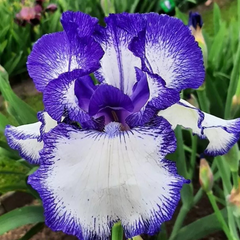 Bulbi Iris Germanica Blue Staccato - 1 Rizom - Aqua Flowers