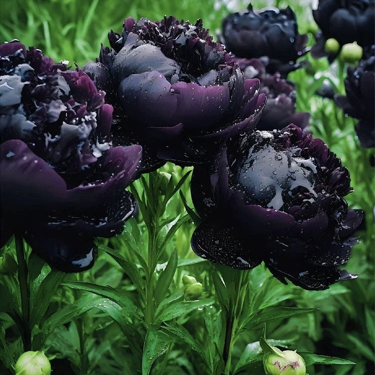 Bujor - Black Beauty - Pachet 1 radacina - Aqua Flowers
