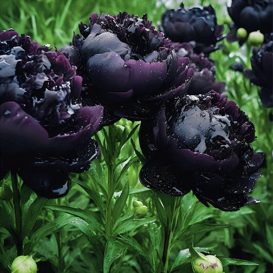 Bujor - Black Beauty - Pachet 1 radacina - Aqua Flowers