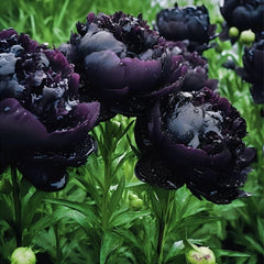 Bujor - Black Beauty - Pachet 1 radacina - Aqua Flowers