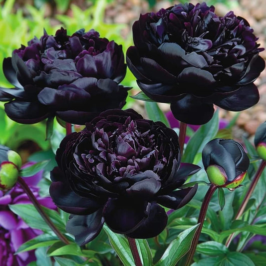 Bujor - Black Beauty - Pachet 1 radacina - Aqua Flowers