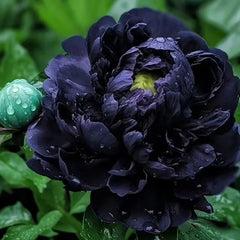 Bujor - Black Beauty - Pachet 1 radacina - Aqua Flowers