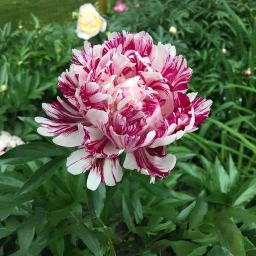 Bujor - Candy Stripe – Pachet 1 Rizom