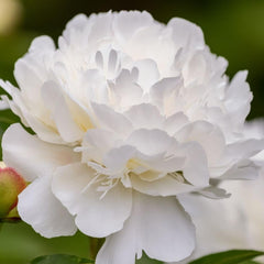 Bujor - Duchesse De Nemours - Pachet 1 radacina - Aqua Flowers