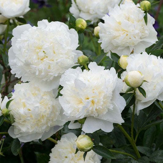 Bujor - Duchesse De Nemours - Pachet 1 radacina - Aqua Flowers
