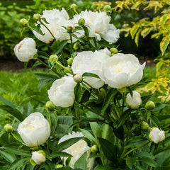 Bujor - Duchesse De Nemours - Pachet 1 radacina - Aqua Flowers