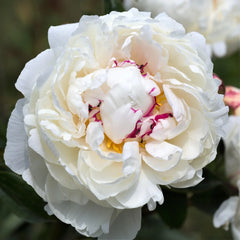 Bujor - Festiva Maxima - Pachet 1 radacina - Aqua Flowers