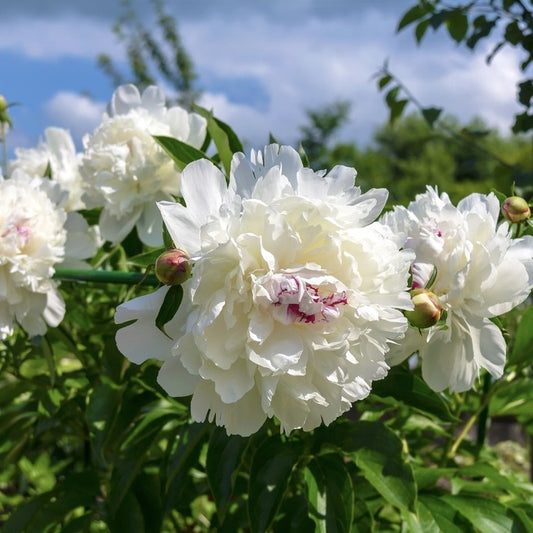 Bujor - Festiva Maxima - Pachet 1 radacina - Aqua Flowers