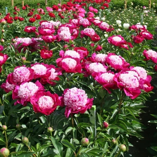 Bujor - Prismatic Delight – Pachet 1 Rizom