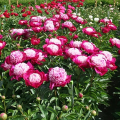 Bujor - Prismatic Delight – Pachet 1 Rizom