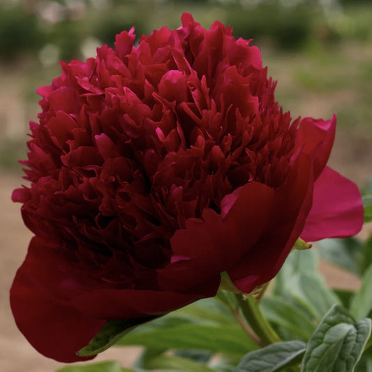 Bujor - Red Charm - Pachet 1 radacina - Aqua Flowers