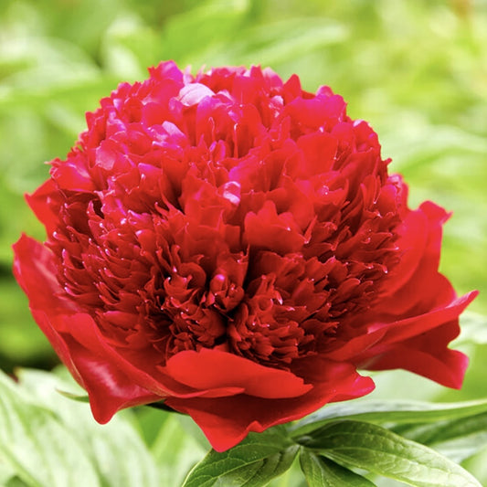 Bujor - Red Charm - Pachet 1 radacina - Aqua Flowers