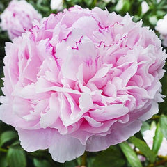 Bujor - Sarah Bernhardt - Pachet 1 radacina - Aqua Flowers
