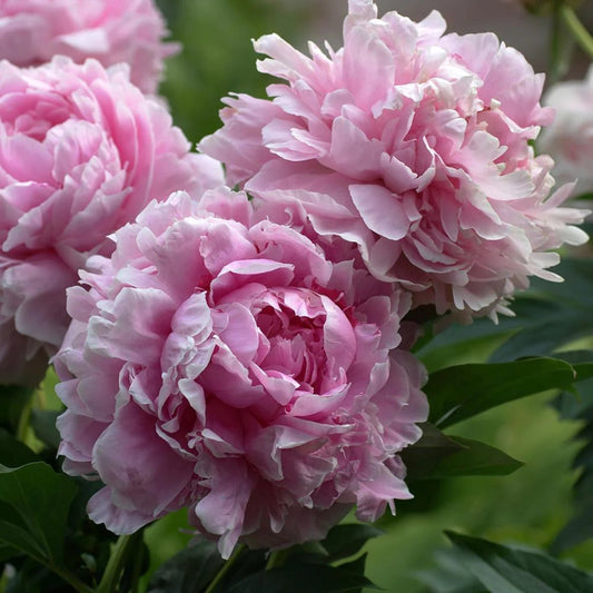Rizom Bujor Sarah Bernhardt - Pachet 1 Rizom, Aqua Flowers